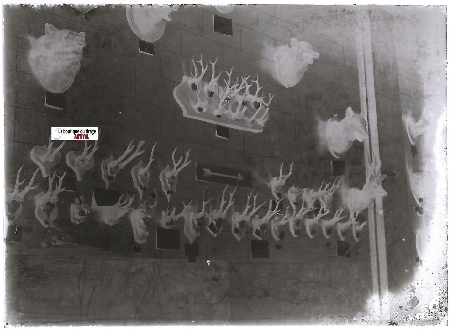 Chasse, taxidermie, Plaque verre photo ancienne, négatif noir & blanc 6x9 cm