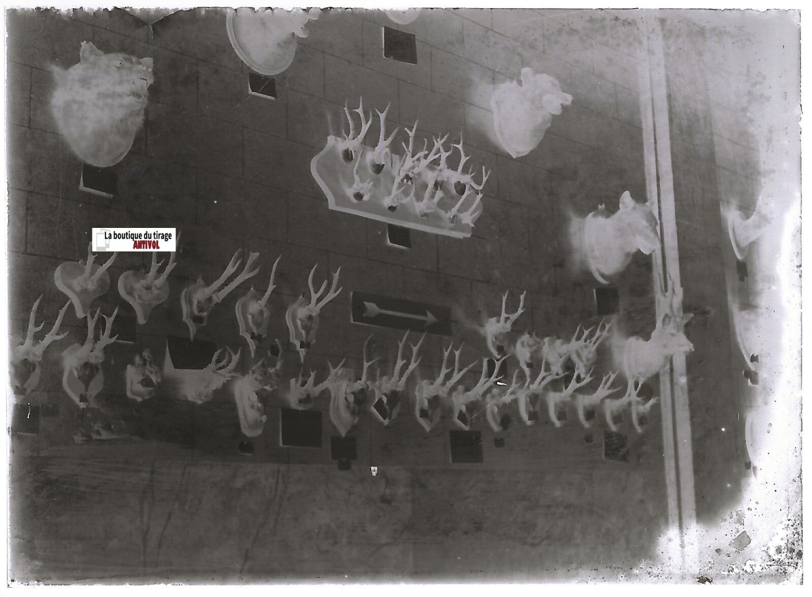 Chasse, taxidermie, Plaque verre photo ancienne, négatif noir & blanc 6x9 cm