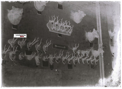 Chasse, taxidermie, Plaque verre photo ancienne, négatif noir & blanc 6x9 cm