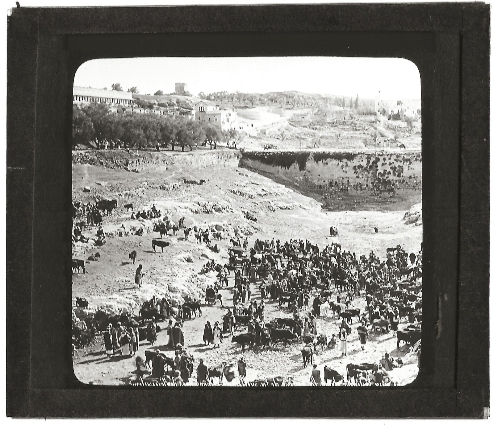 Marché aux bestiaux Gihon, photo ancienne plaque de verre, positif 8,5x10 cm