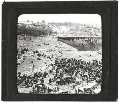 Marché aux bestiaux Gihon, photo ancienne plaque de verre, positif 8,5x10 cm