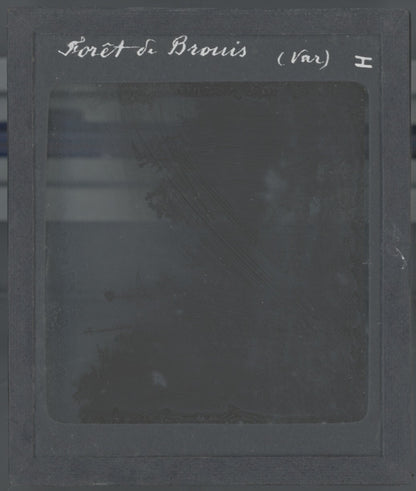 Forêt du Brouis, Var, photo ancienne plaque de verre, positif 8,5x10 cm