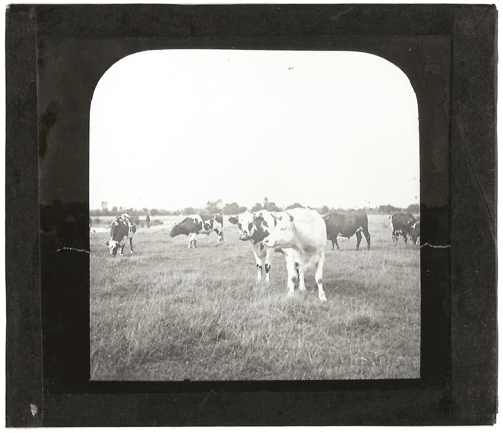 Campagne France, vaches au pré, photo plaque de verre, positif 8,5x10 cm