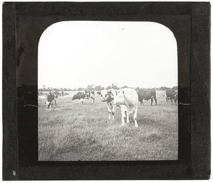 Campagne France, vaches au pré, photo plaque de verre, positif 8,5x10 cm