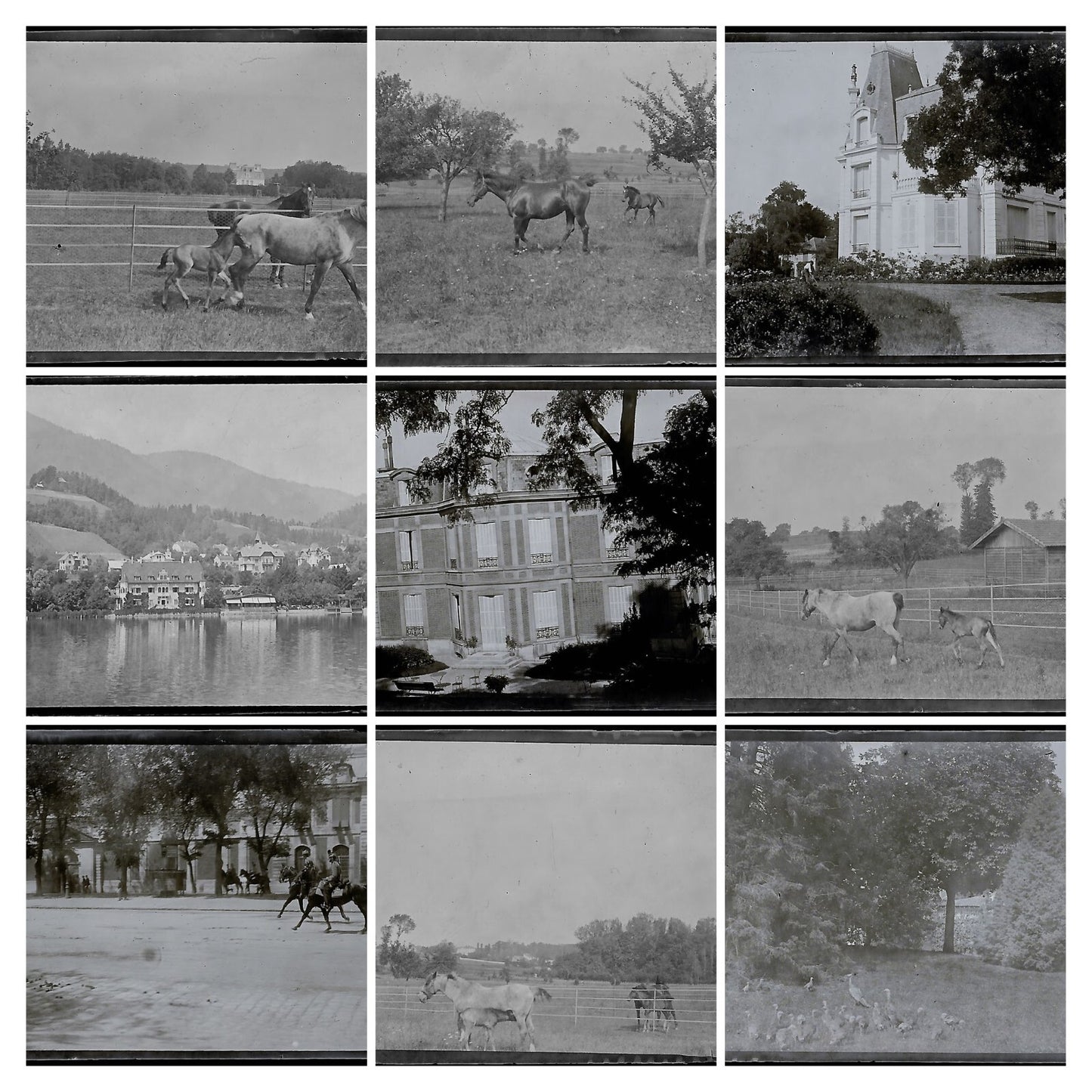 Bailly, Renard, chevaux, photos plaque de verre, lot de 10 négatifs 4x6 cm