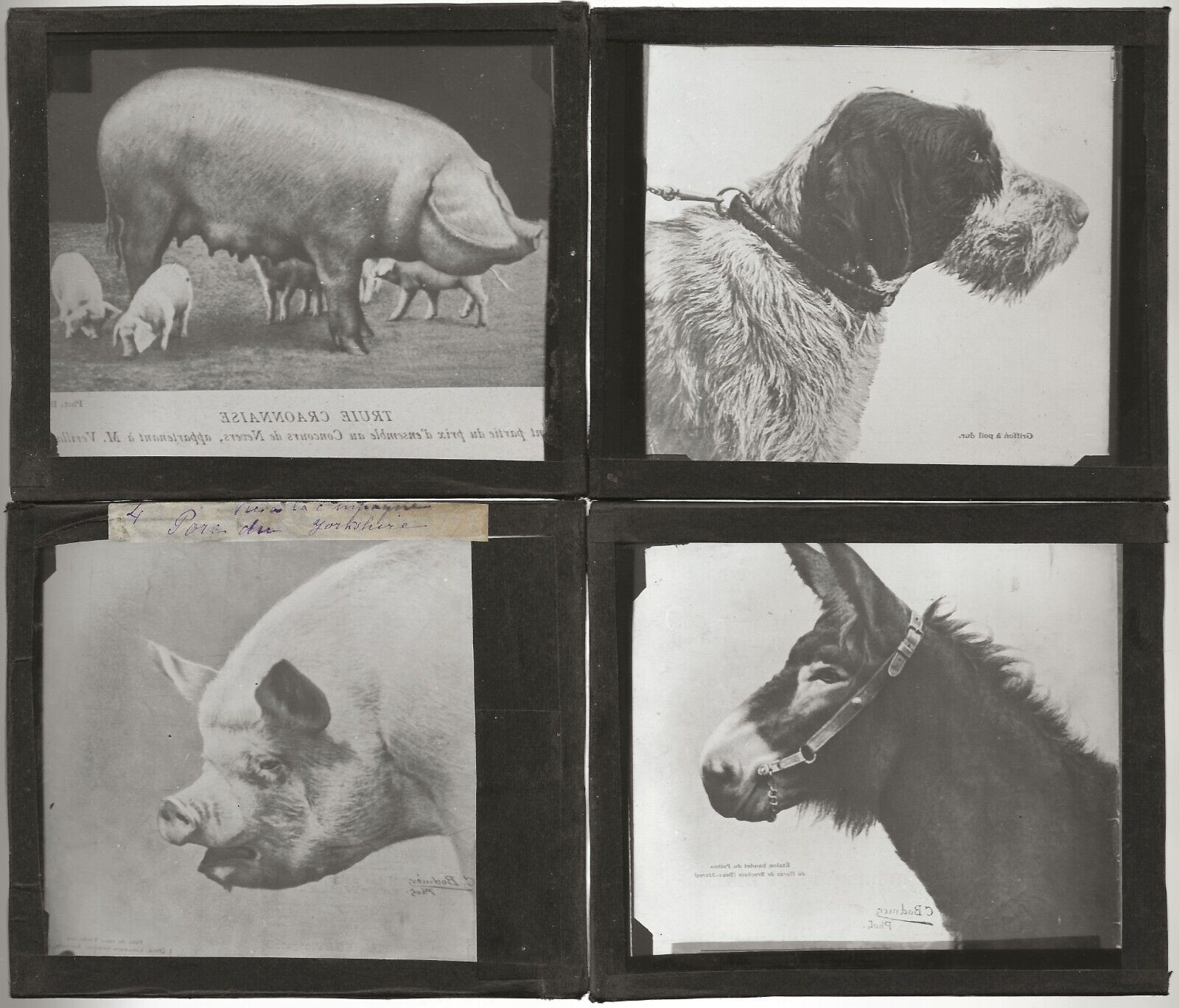 Vie animale France, photos anciennes plaques de verre, lot 10 positifs 8,5x10 cm