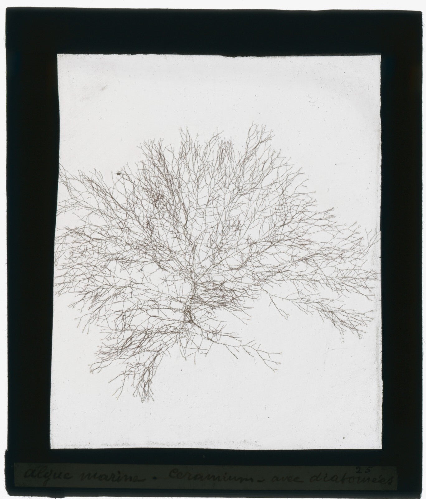 Echantillon algue marine, mer, nature, sous plaque de verre, 8,5x10 cm