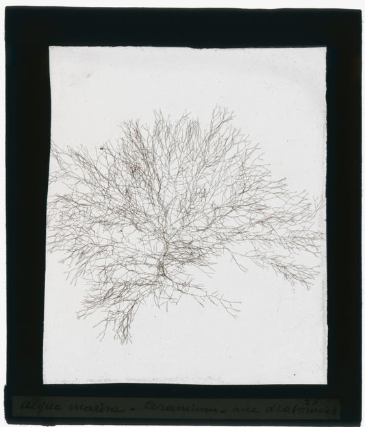 Echantillon algue marine, mer, nature, sous plaque de verre, 8,5x10 cm