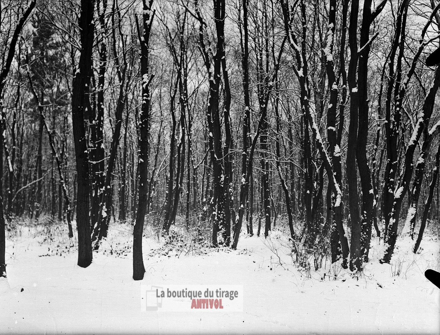 Sous-bois enneigé, paysage forêt, plaque verre, photo ancienne, négatif 9x12 cm