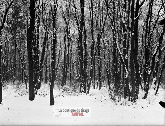 Sous-bois enneigé, paysage forêt, plaque verre, photo ancienne, négatif 9x12 cm