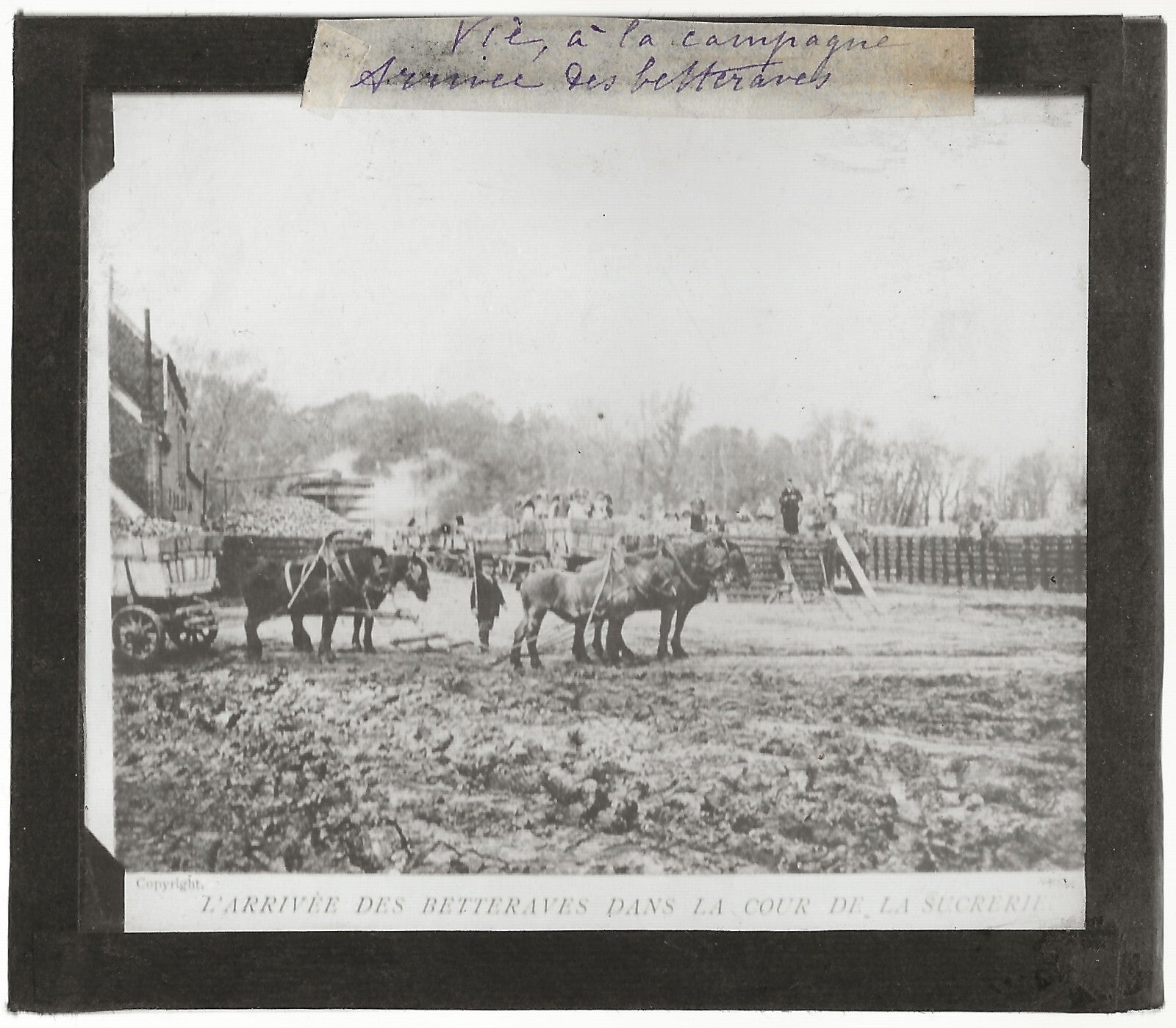Betteraves, campagne, photo ancienne plaque de verre, positif 8,5x10 cm