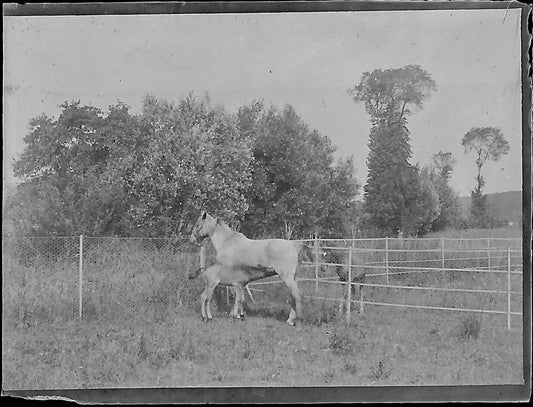 Plaque verre photo ancienne négatif noir et blanc 4x6 cm chevaux poulain vintage