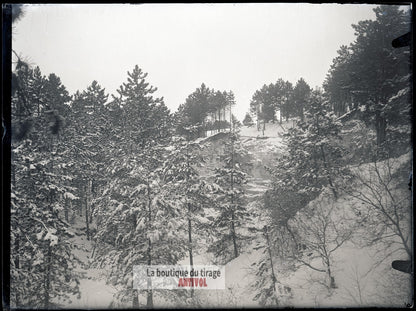 Forêt enneigée, hiver paysage, plaque verre, photo ancienne, négatif 9x12 cm