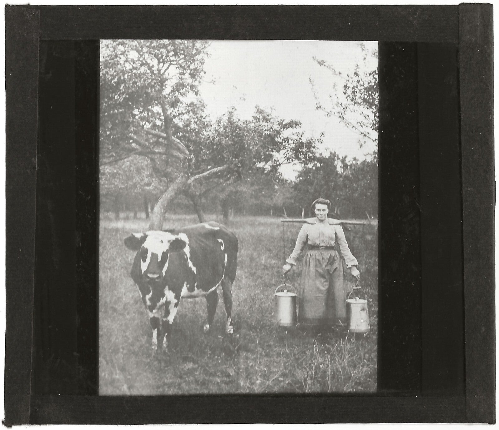 Campagne France, vache la laitière, photo plaque de verre, positif 8,5x10 cm
