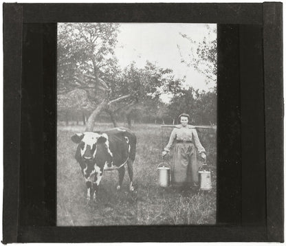 Campagne France, vache la laitière, photo plaque de verre, positif 8,5x10 cm