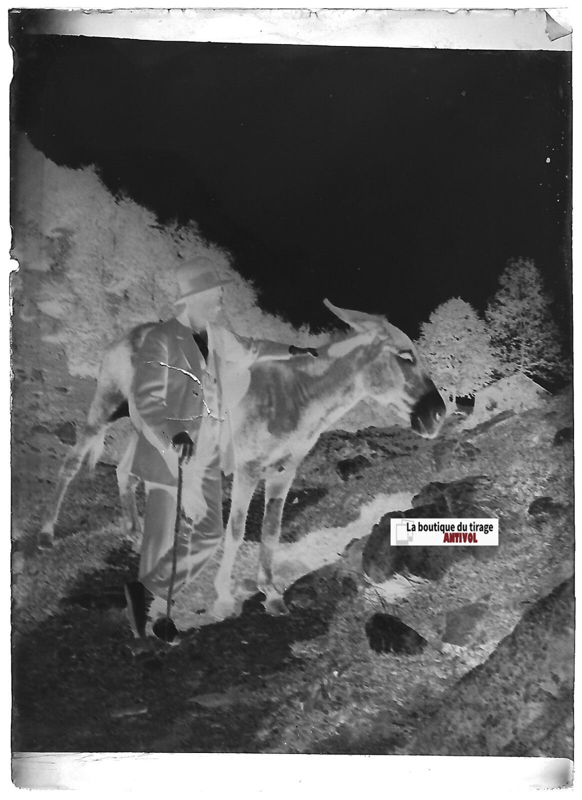 Homme, âne, montagne, Plaque verre photo ancienne, négatif noir & blanc 6x9 cm