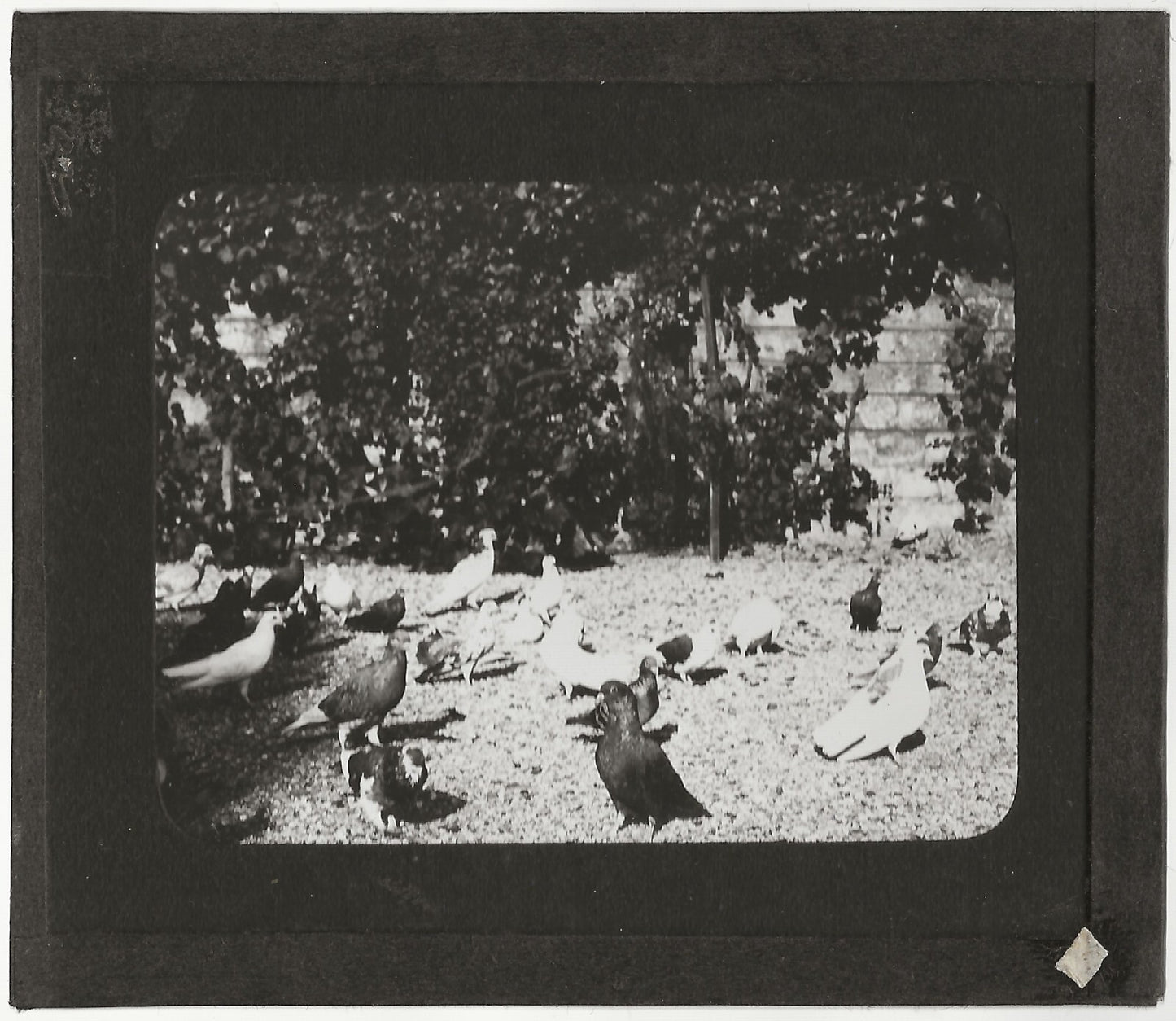 Campagne France, pigeons oiseaux, photo plaque de verre, positif 8,5x10 cm