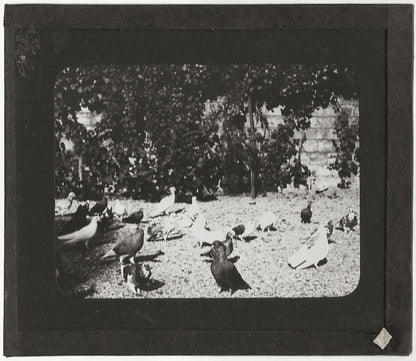 Campagne France, pigeons oiseaux, photo plaque de verre, positif 8,5x10 cm