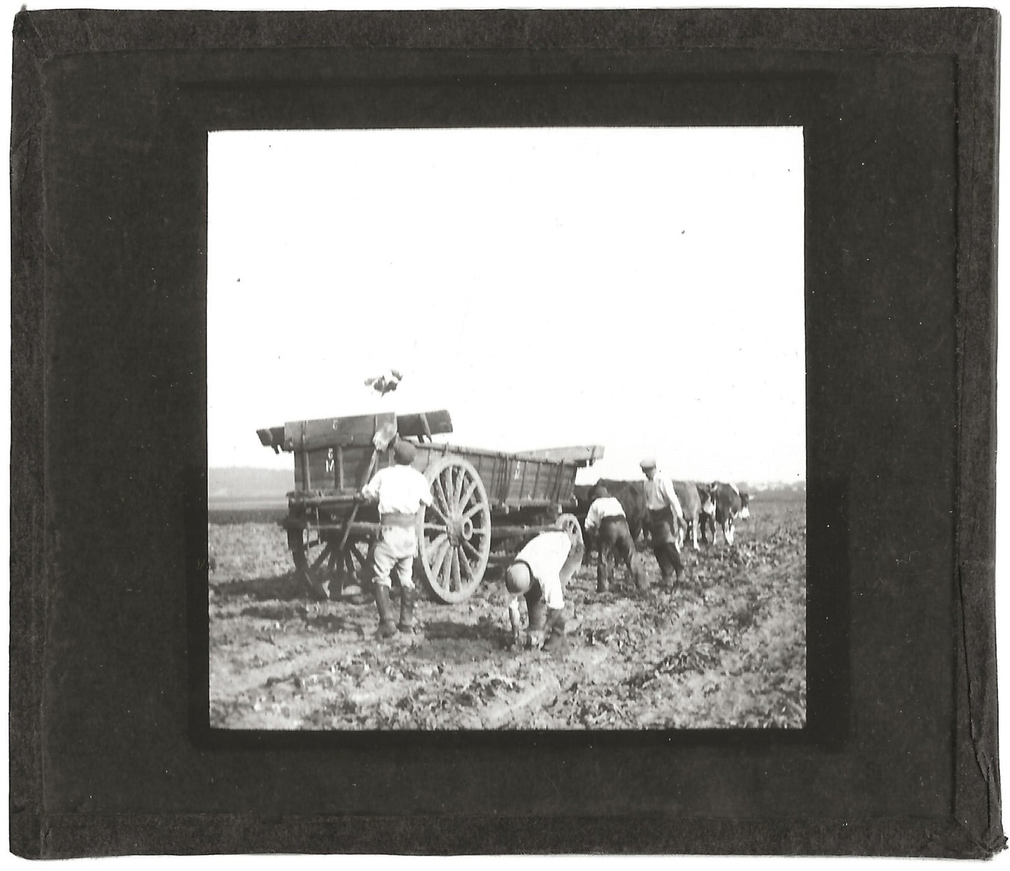 Agriculture, Cerny-lès-Bucy, photo ancienne plaque de verre, positif 8,5x10 cm