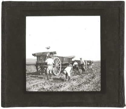 Agriculture, Cerny-lès-Bucy, photo ancienne plaque de verre, positif 8,5x10 cm