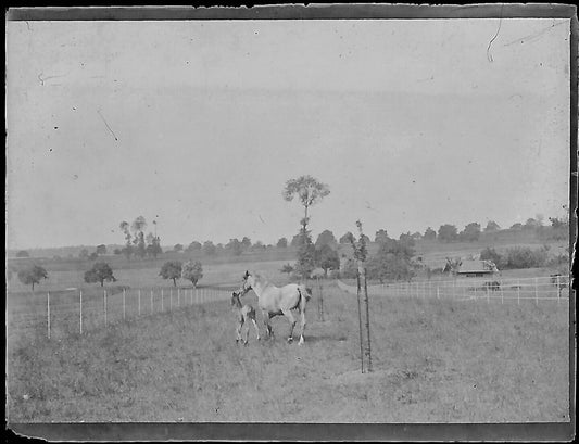 Plaque verre photo ancienne négatif noir et blanc 4x6 cm chevaux poulain vintage