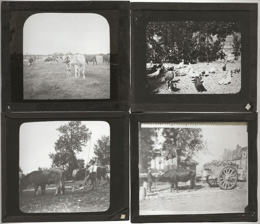 Travaux agricoles, France, photos plaques de verre, lot de 10 positifs 8,5x10 cm