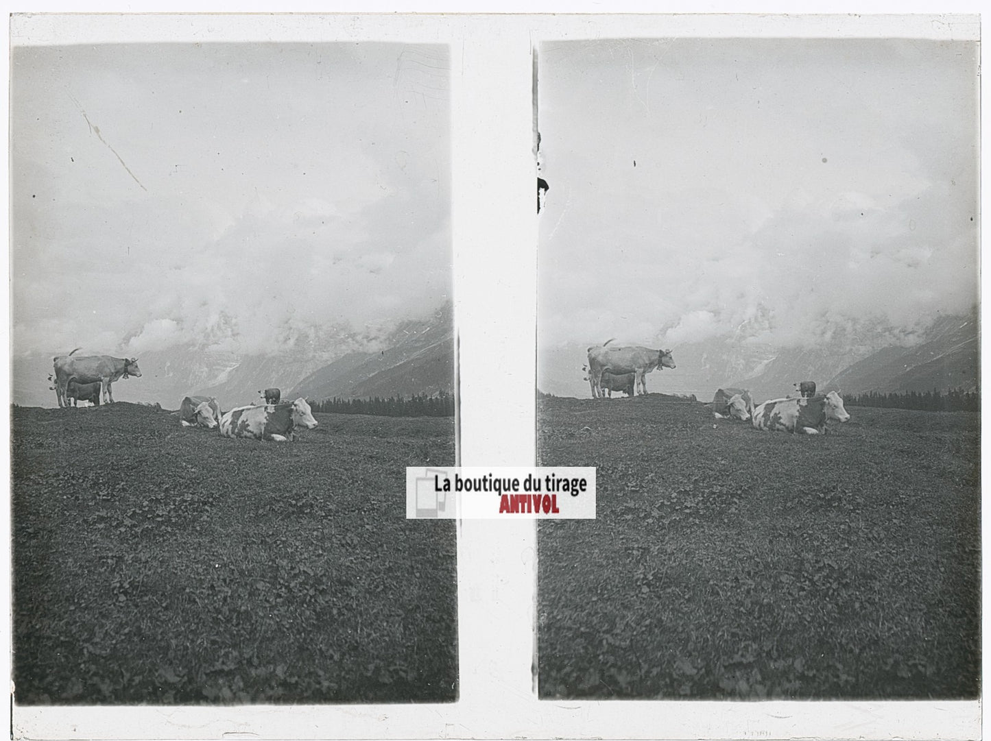 Vaches, Alpes Suisse, stéréo photo plaque verre, noir & blanc, 9x12 cm