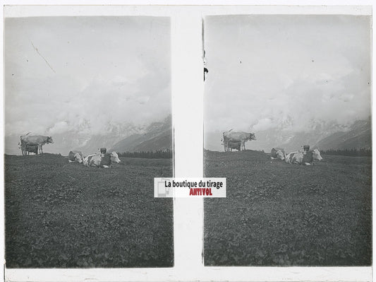 Vaches, Alpes Suisse, stéréo photo plaque verre, noir & blanc, 9x12 cm