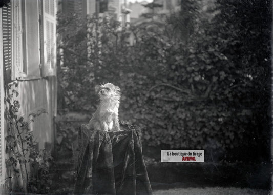 Petit chien, portrait animalier, plaque verre photo ancienne, négatif 9x12 cm