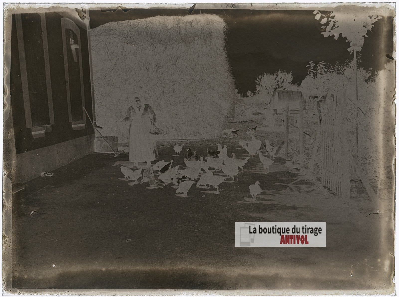 Basse-cour à la ferme, poules, plaque verre photo ancienne, négatif 9x12 cm