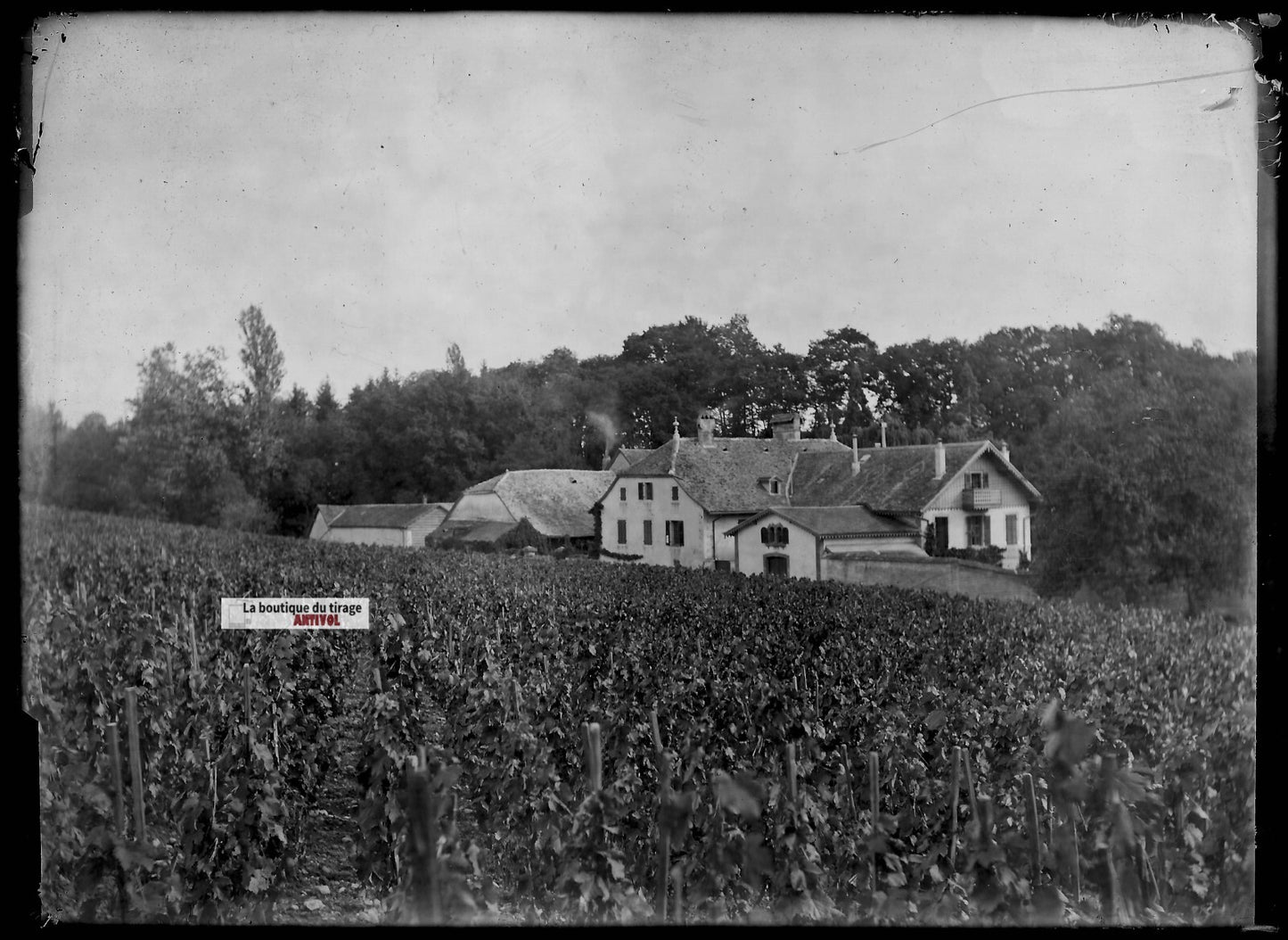 Plaque verre photo ancienne négatif noir et blanc 13x18 cm vigne domaine