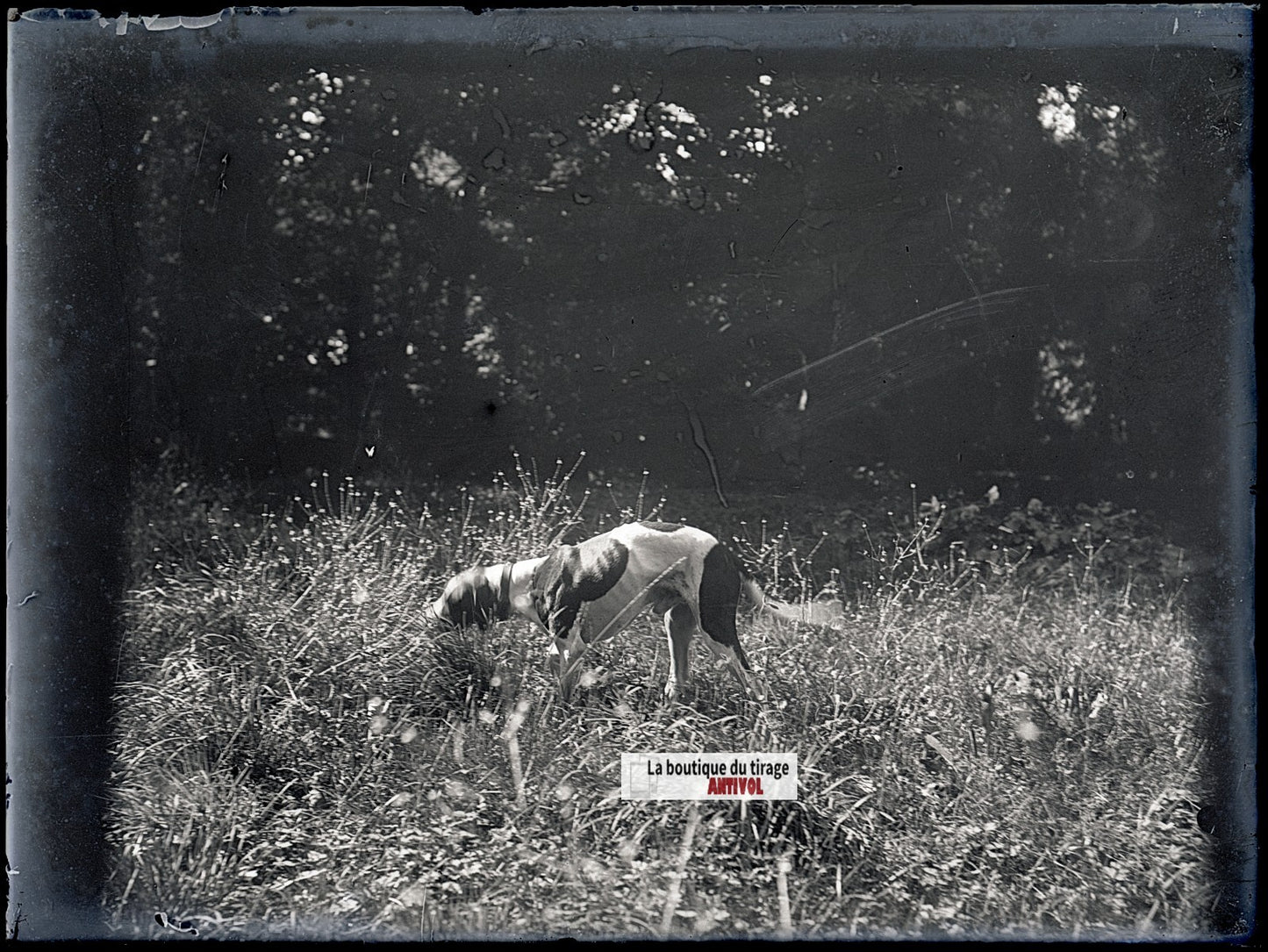 Chien de chasse, plaque verre, photo ancienne, négatif N&B 9x12 cm