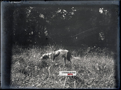 Chien de chasse, plaque verre, photo ancienne, négatif N&B 9x12 cm