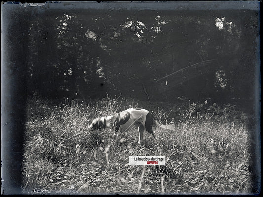 Chien de chasse, plaque verre, photo ancienne, négatif N&B 9x12 cm