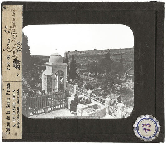 Le jardin de Gethsemane, Jérusalem, photo plaque de verre, positif 8,5x10 cm