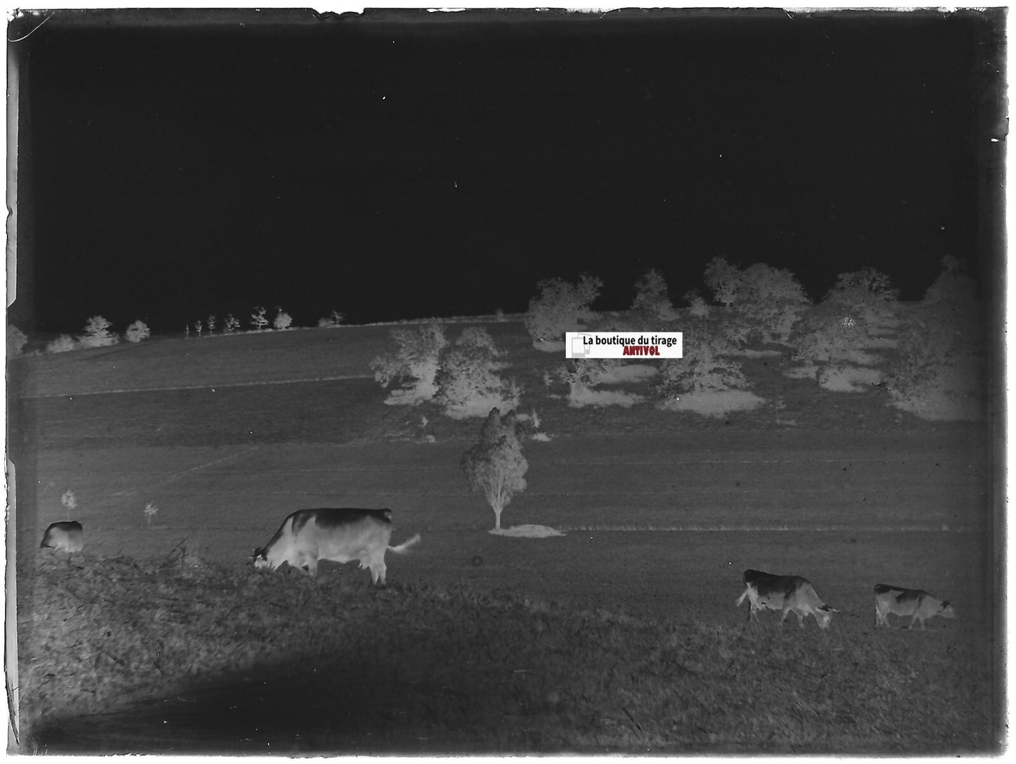 Paysages, vaches, Plaque verre photo ancienne, négatif noir & blanc 9x12 cm
