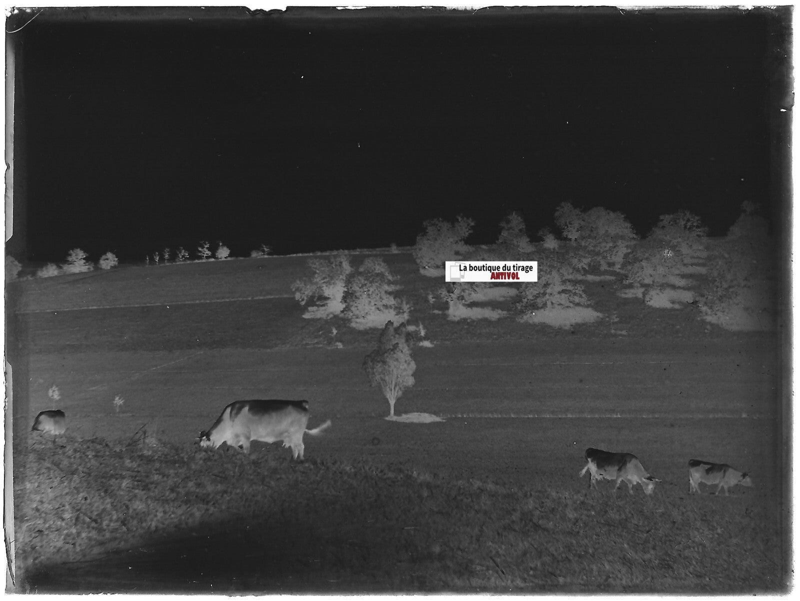 Paysages, vaches, Plaque verre photo ancienne, négatif noir & blanc 9x12 cm