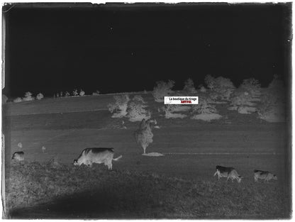 Paysages, vaches, Plaque verre photo ancienne, négatif noir & blanc 9x12 cm