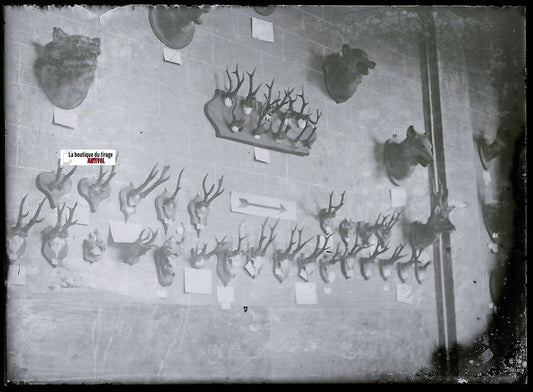 Chasse, taxidermie, Plaque verre photo ancienne, négatif noir & blanc 6x9 cm