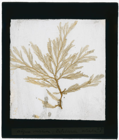 Echantillon algue marine, mer, nature, sous plaque de verre, 8,5x10 cm