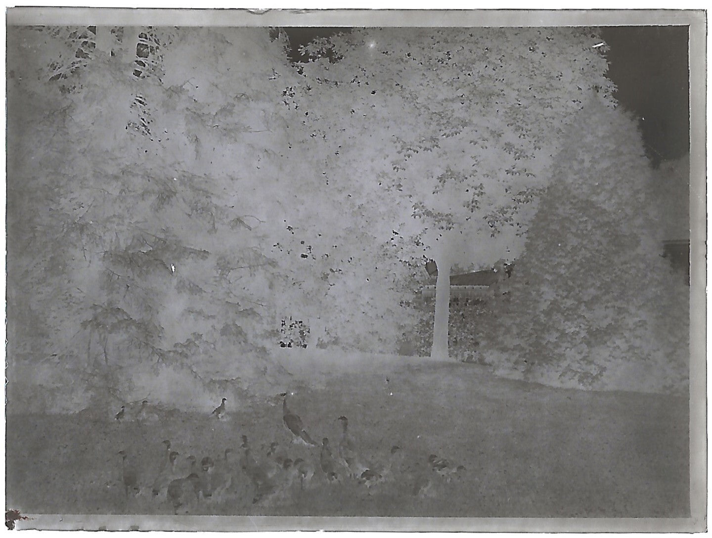 Bailly, Renard, chevaux, photos plaque de verre, lot de 10 négatifs 4x6 cm