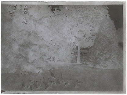 Bailly, Renard, chevaux, photos plaque de verre, lot de 10 négatifs 4x6 cm